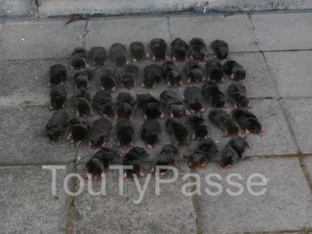 Photo élimination des taupes-rat-taupier   de vos espaces vert image 4/4