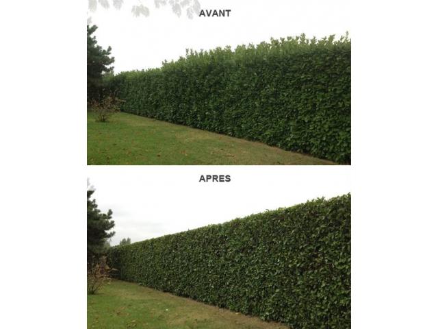 Photo Entretien espace vert image 4/6