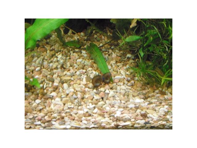 Photo escargots d'aquarium image 4/4