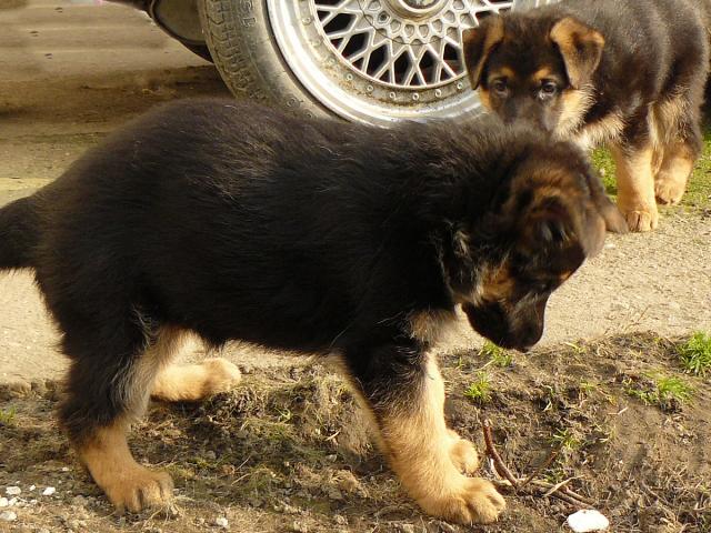 Photo FEMELLE BERGER ALLEMAND PURE RACE DESIRE FAMILLE ADORABLE image 4/5