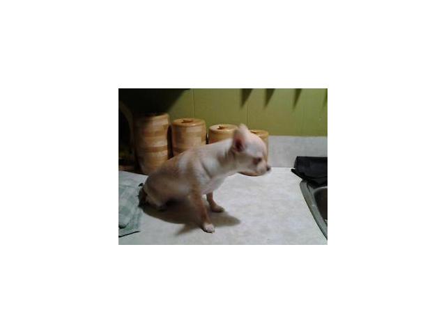 Photo Femelle chihuahua de 6 mois 5lbs couleur beige image 4/5