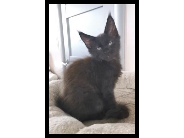 Photo Femelle maine coon loof image 4/4