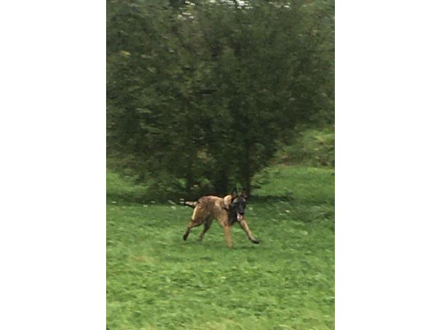 Photo Femelle malinoise avec pedigree image 4/4