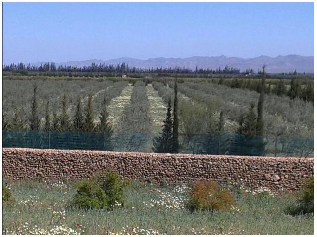 Photo Ferme 8.2 Ha sur Sidi Bouatman Marrakech image 4/4