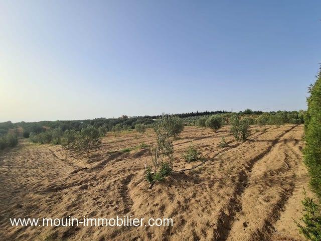 Photo FERME LARA Birbouregba, Borj Hfaiedh  T952 image 4/4