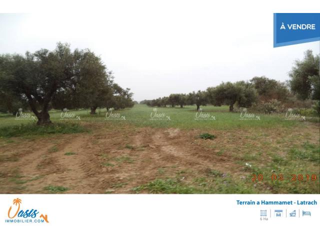 Photo Ferme lattrach ref 959 image 4/5