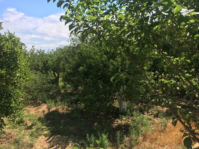 Photo FERME LES BOUGAINVILLIER Hammamet T515 image 4/6