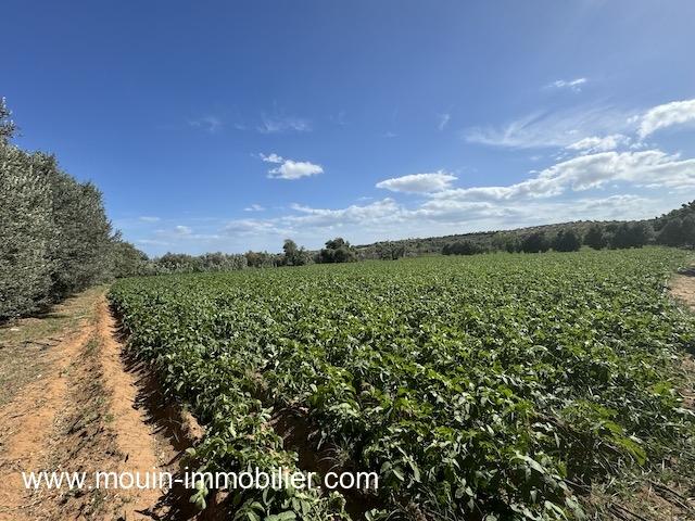 Photo FERME LES EMERAUDES Somaa Beni Khiar T1137 image 4/6