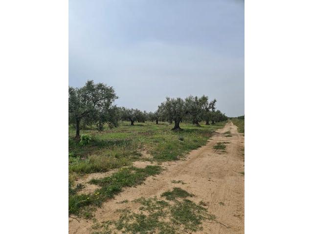 Photo FERME SIDI KHELIFA Sousse, Sidi Khelifa T931 image 4/5