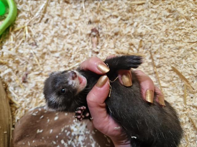 Photo Furetons 2 males et 2 femelles image 4/5
