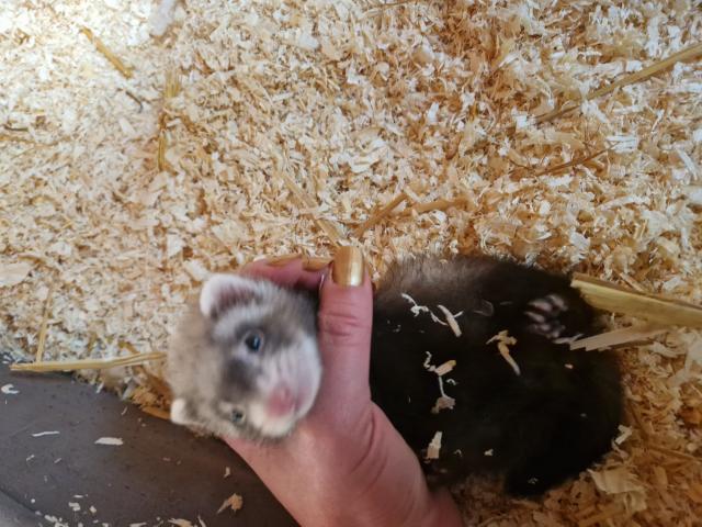 Photo Furetons 3 males et 2 femelles image 4/4