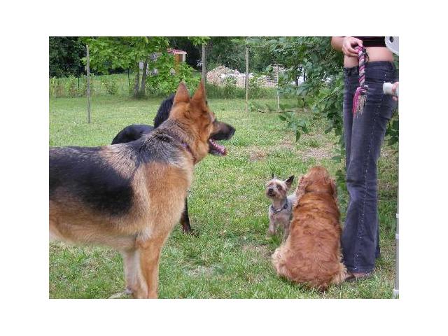 Photo Garde chiens familiale image 4/6