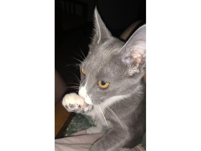 Photo Garde d'animaux image 4/4