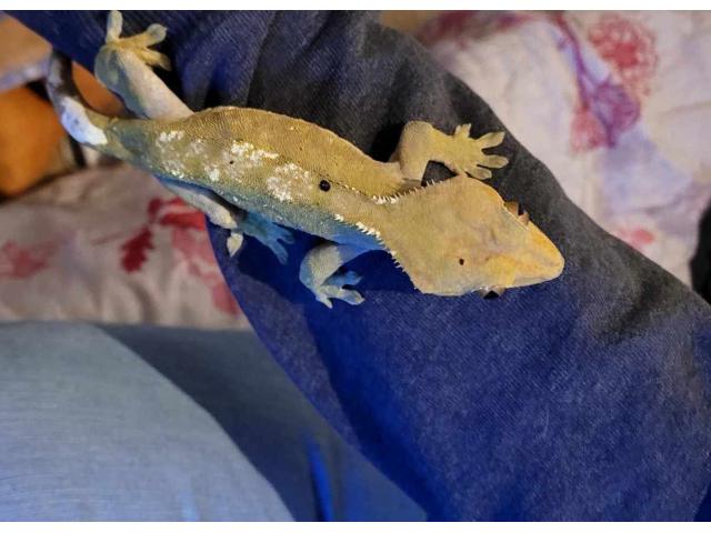 Photo Gecko a crête mâle reproducteur image 4/4
