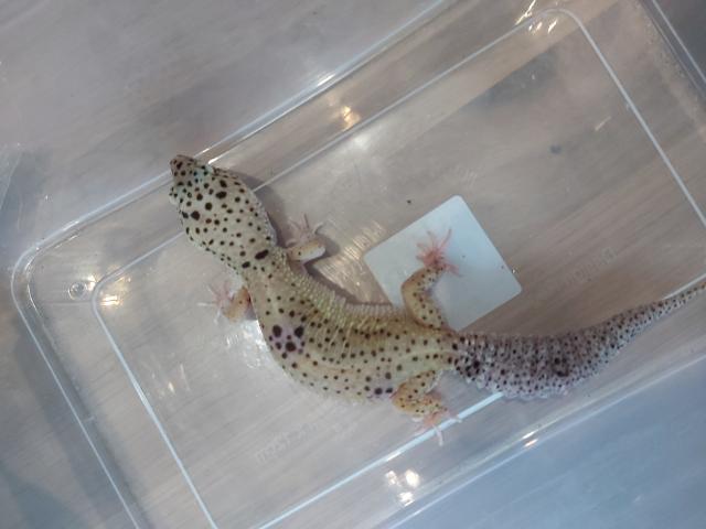Photo Gecko léopard femelle image 4/5