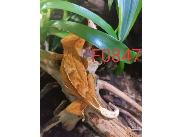 Photo Geckos à crête (2 femelles et 1 mâle) image 4/6