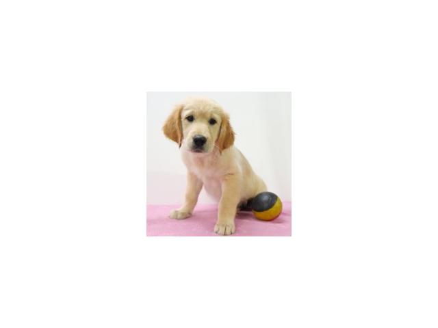 Photo Golden Retriever chiots à vendre image 4/6