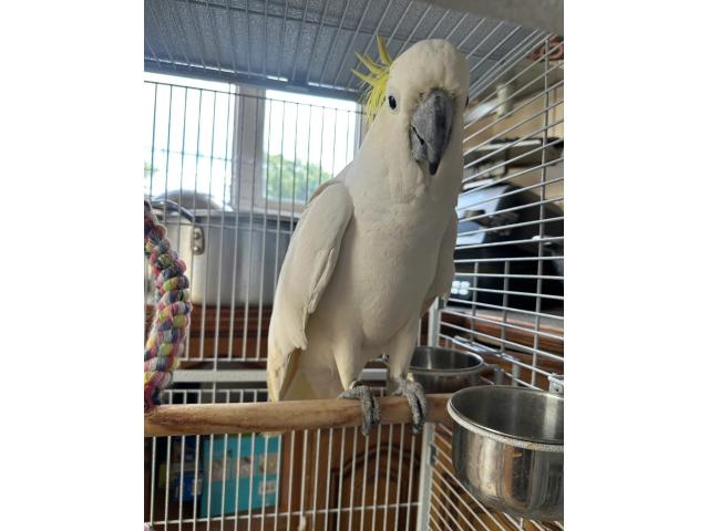 Photo Grand cacatoès à huppe jaune male de 4 ans image 4/4
