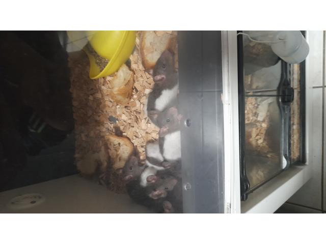 Photo Grand vivarium + 2 python image 4/6