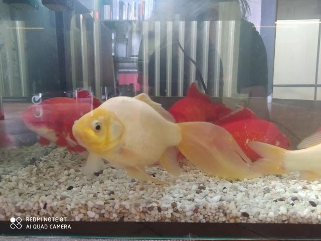Photo Grands poissons rouges/dorés à vendre image 4/5