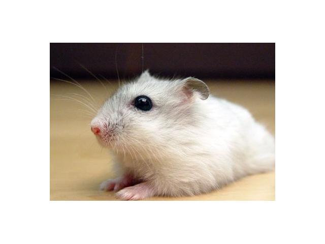 Photo Hamster Nain Blanc image 4/4