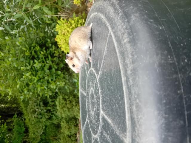 Photo Hamsters dorés image 4/5