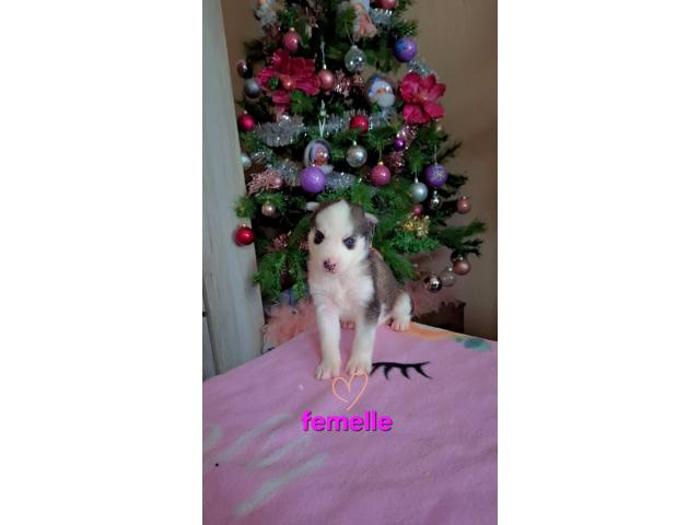 Photo Husky sibérien image 4/6