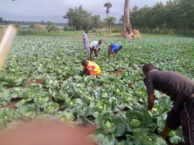 Photo INVESTIR DANS L'AGRICULTURE image 4/5