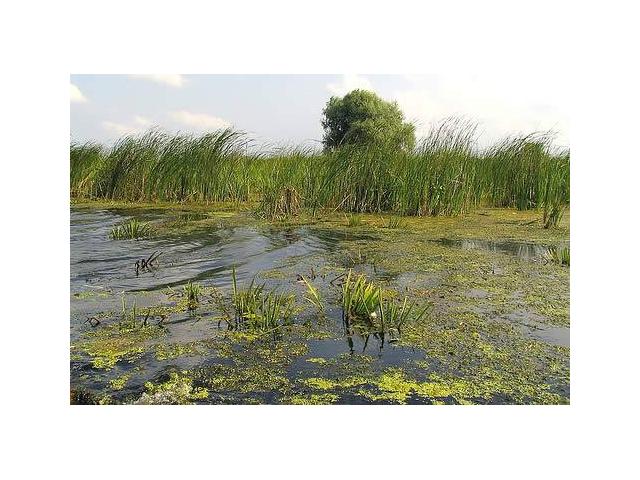 Photo Investment 736ha land for tourism, aquaculture & agriculture in the Danube Delta, Romania, Europe. image 4/5
