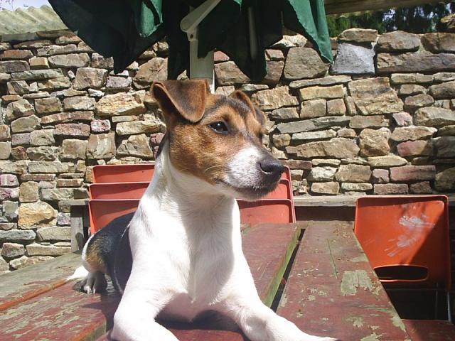 Photo jack-russell a vendre image 4/5
