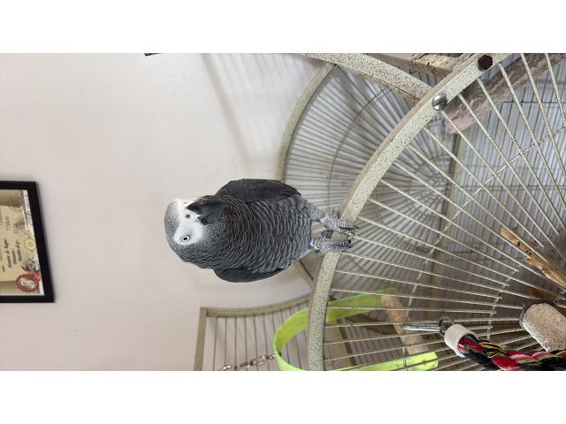 Photo Je cherche des grand perruche  perroquet à donner contre bonne soin même bébé handicapé image 4/4