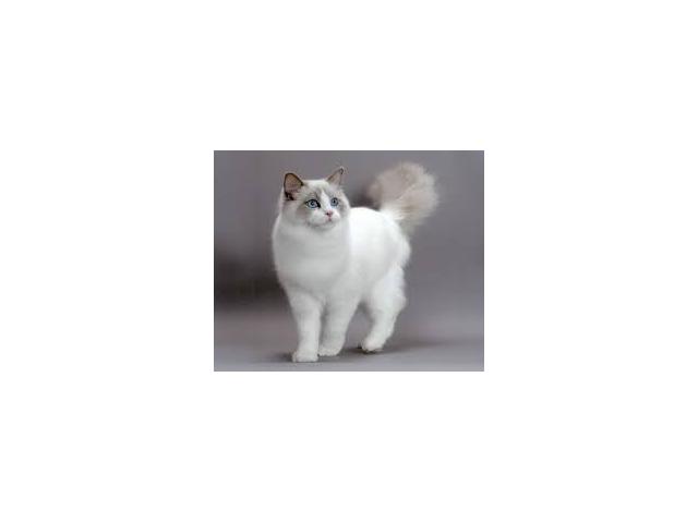 Photo je cherche un chaton sur dinant image 4/6
