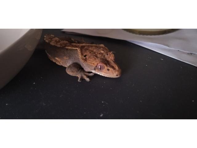 Photo Jeune Gecko à crête femelle tâcheté sans queue à vendre image 4/4