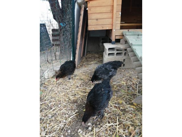 Photo jeunes coqs croisés marans image 4/4