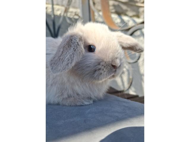 Photo Jeunes lapins nains bélier. image 4/6