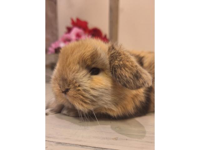 Photo Jeunes lapins nains bélier image 4/6