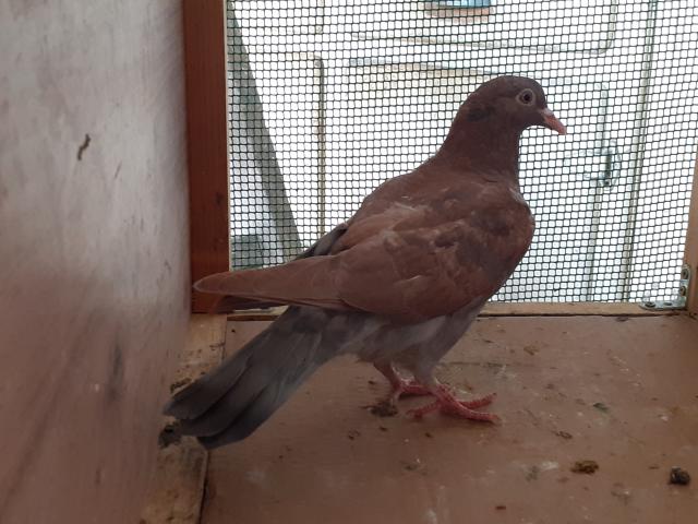 Photo JEUNES PIGEONS ROUGES CHOCOS image 4/6
