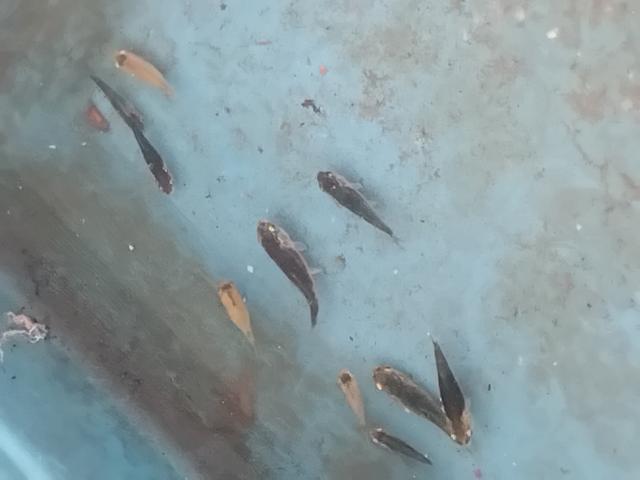 Photo Koii image 4/6