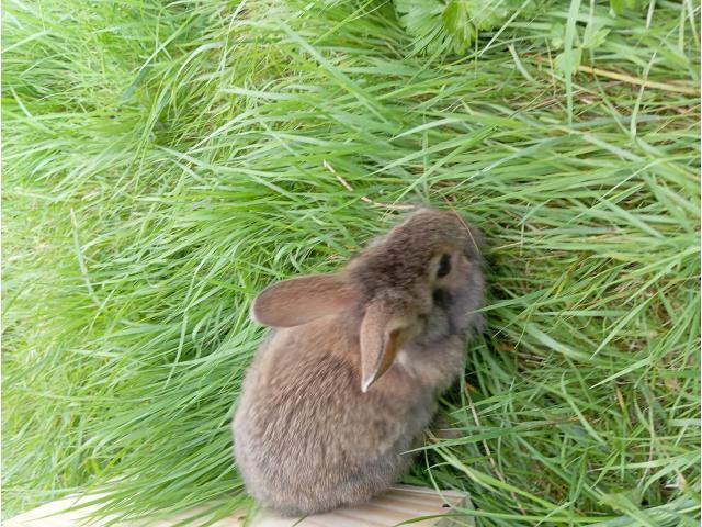 Photo Lapin croisé image 4/6