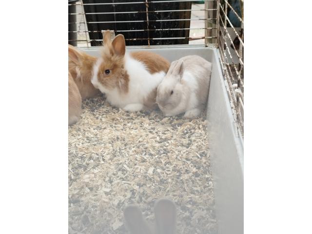 Photo Lapin nain image 4/6