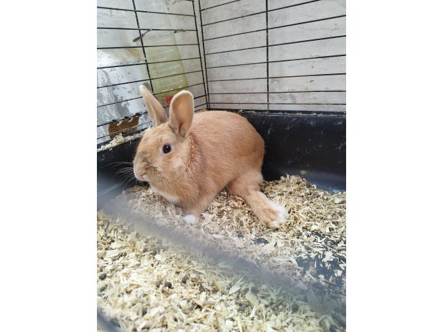 Photo Lapin nain image 4/6