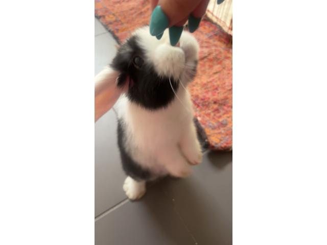 Photo Lapin nain hollandais oreilles tombantes image 4/6