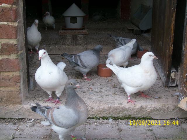 Photo Le pigeon TEXAN autosexable image 4/6