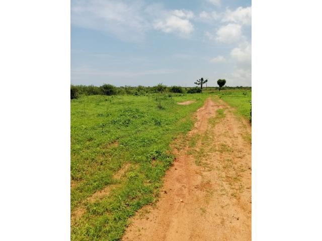 Photo lots de 10 parcelles de 300 metres carres a Guereo image 4/4