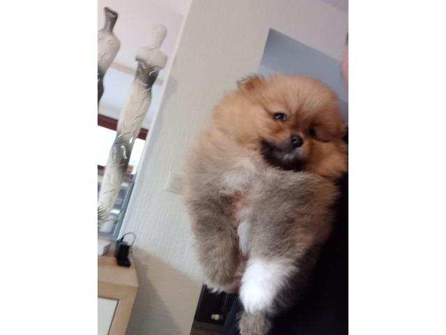 Photo Loulou pomeranie ( spitz nain) image 4/4