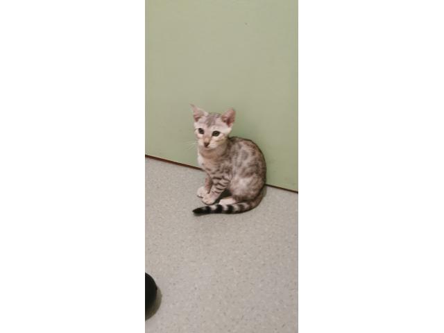 Photo Mafnifiques Chatons Bengal LOOF image 4/4