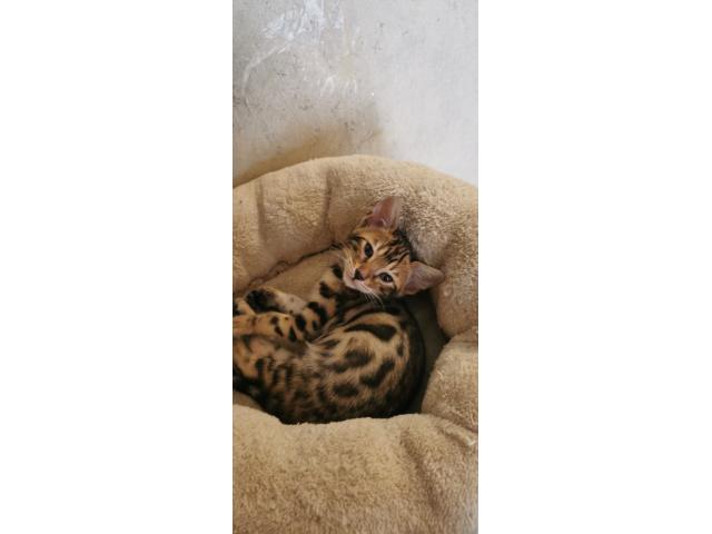 Photo Mafnifiques Chatons Bengal LOOF image 4/5