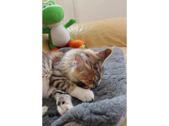 Photo Magnifique chat a donner image 4/4