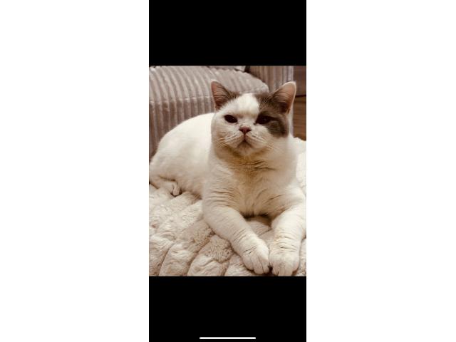 Photo Magnifique chaton British shorthair image 4/5