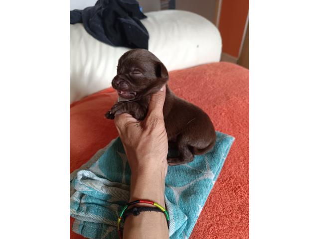 Photo Magnifique chiot chihuahua image 4/5
